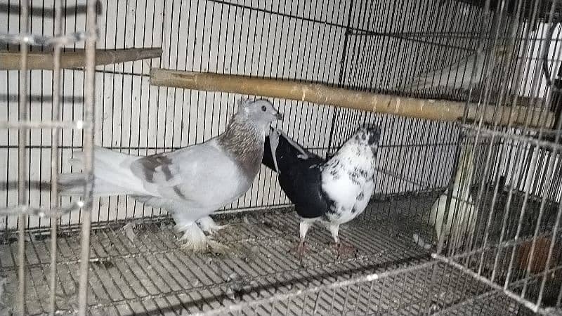 all pigeon for sale 0