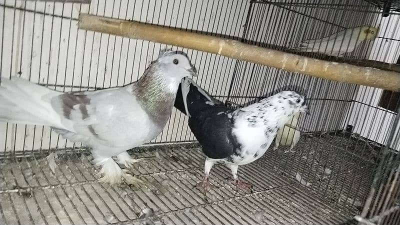 all pigeon for sale 1