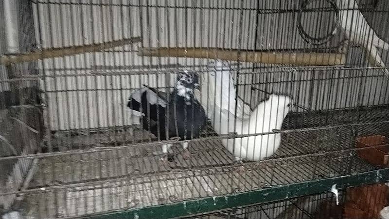 all pigeon for sale 2