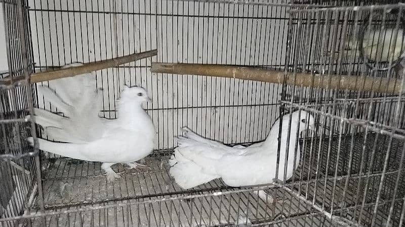 all pigeon for sale 3