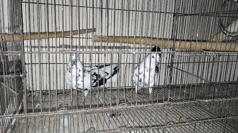 all pigeon for sale 7