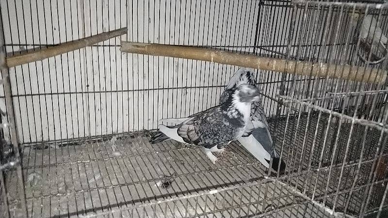 all pigeon for sale 8