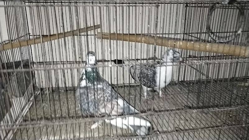 all pigeon for sale 9