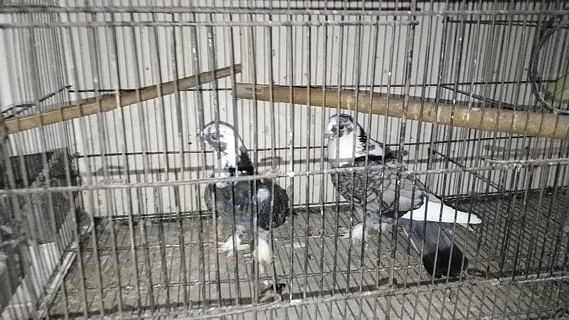 all pigeon for sale 10