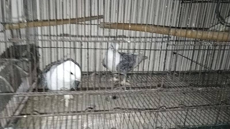 all pigeon for sale 11