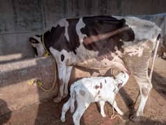 3 Milk Cow's wachi cow with wacha For sale Frozen 15litters daily