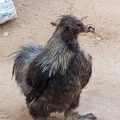 Black silkie male high quality home breed