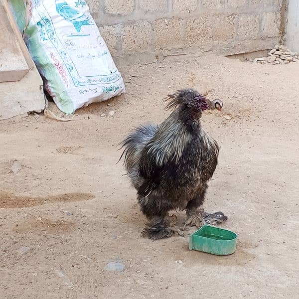 Black silkie male high quality home breed 1