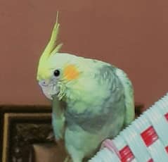 cockatiel