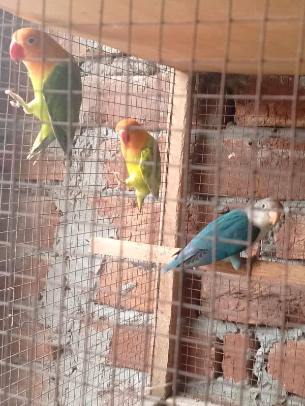 parrots 1