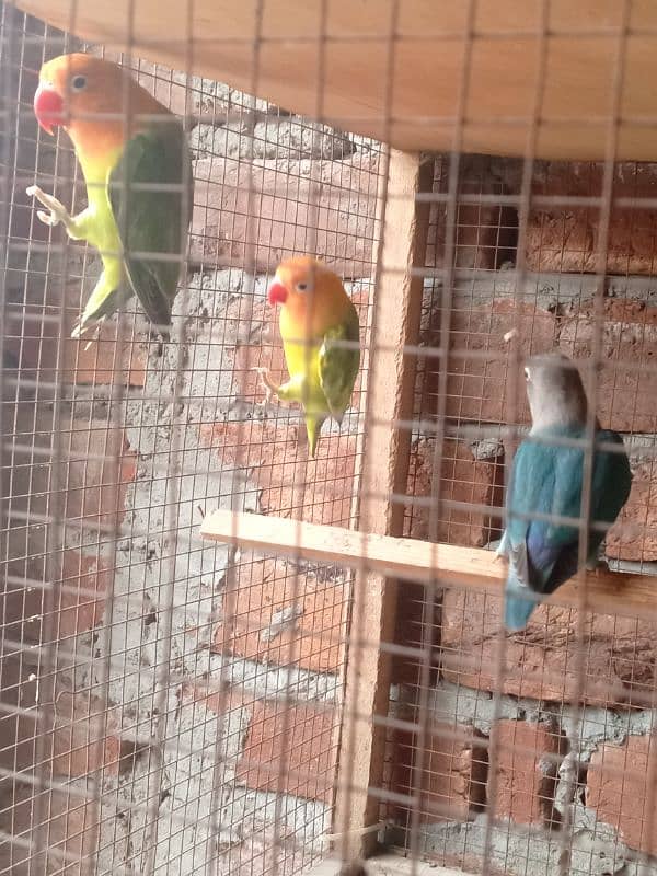 parrots 2