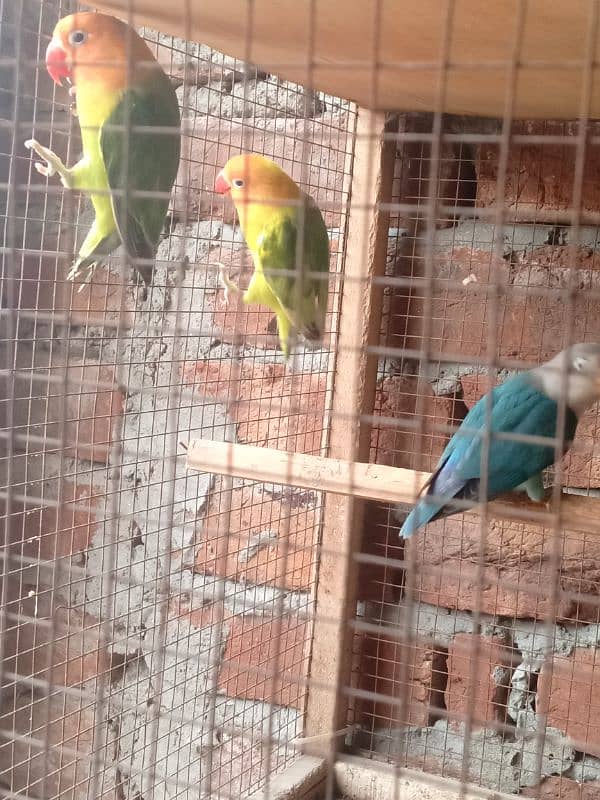 parrots 3