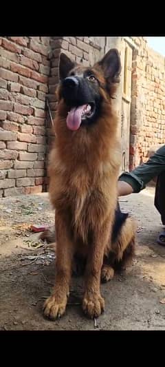 German shepherd Male