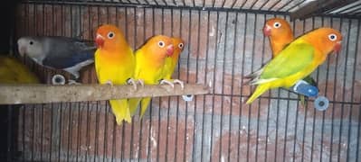 Love Birds ( Albaino, Parblue, Opline, Fisheri ) 0