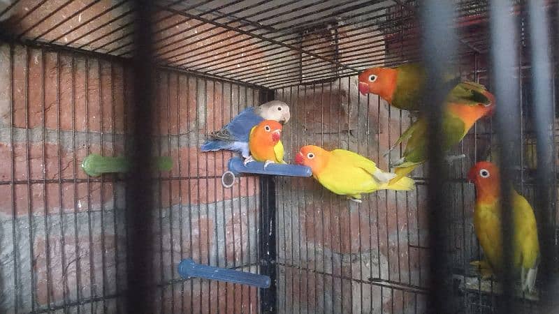 Love Birds ( Albaino, Parblue, Opline, Fisheri ) 2