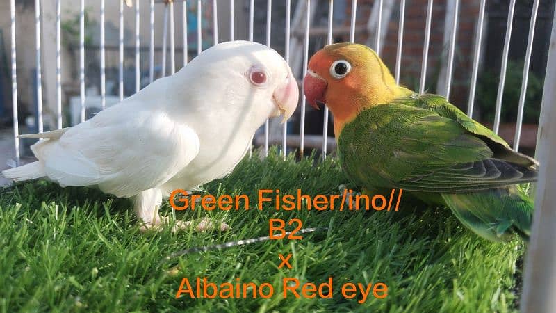 Love Birds ( Albaino, Parblue, Opline, Fisheri ) 9