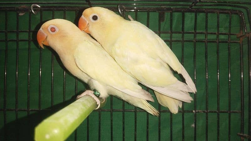 Love Birds ( Albaino, Parblue, Opline, Fisheri ) 19