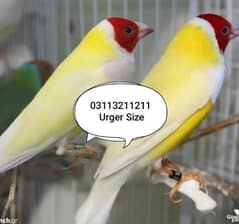 Lady Gouldian Lotion Breeding Pair