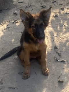 German and belgian shepherd pedigree dogs