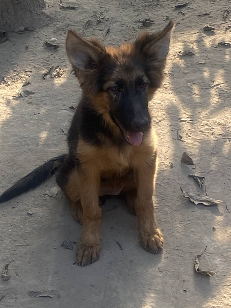 German and belgian shepherd pedigree dogs 0