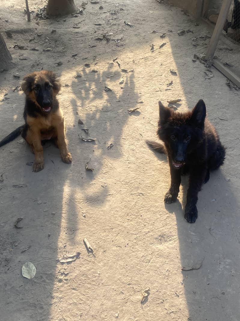 German and belgian shepherd dogs 2