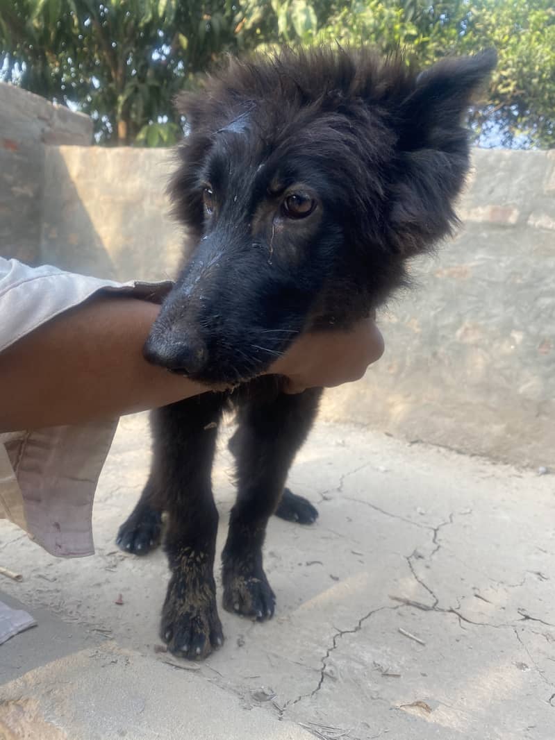 German and belgian shepherd dogs 3