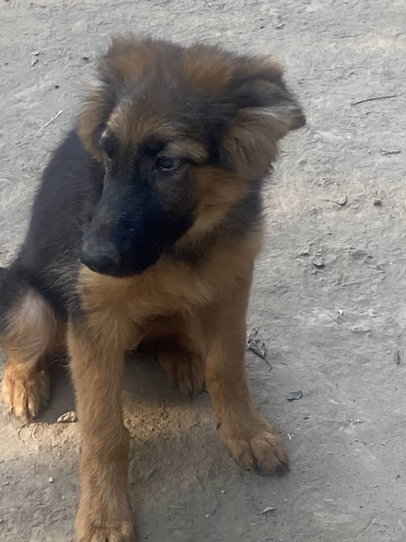 German and belgian shepherd pedigree dogs 4