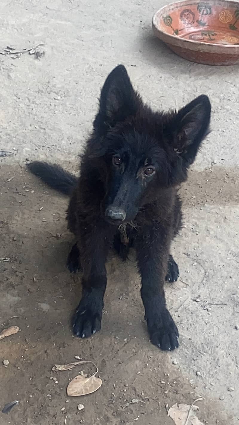 German and belgian shepherd dogs 7