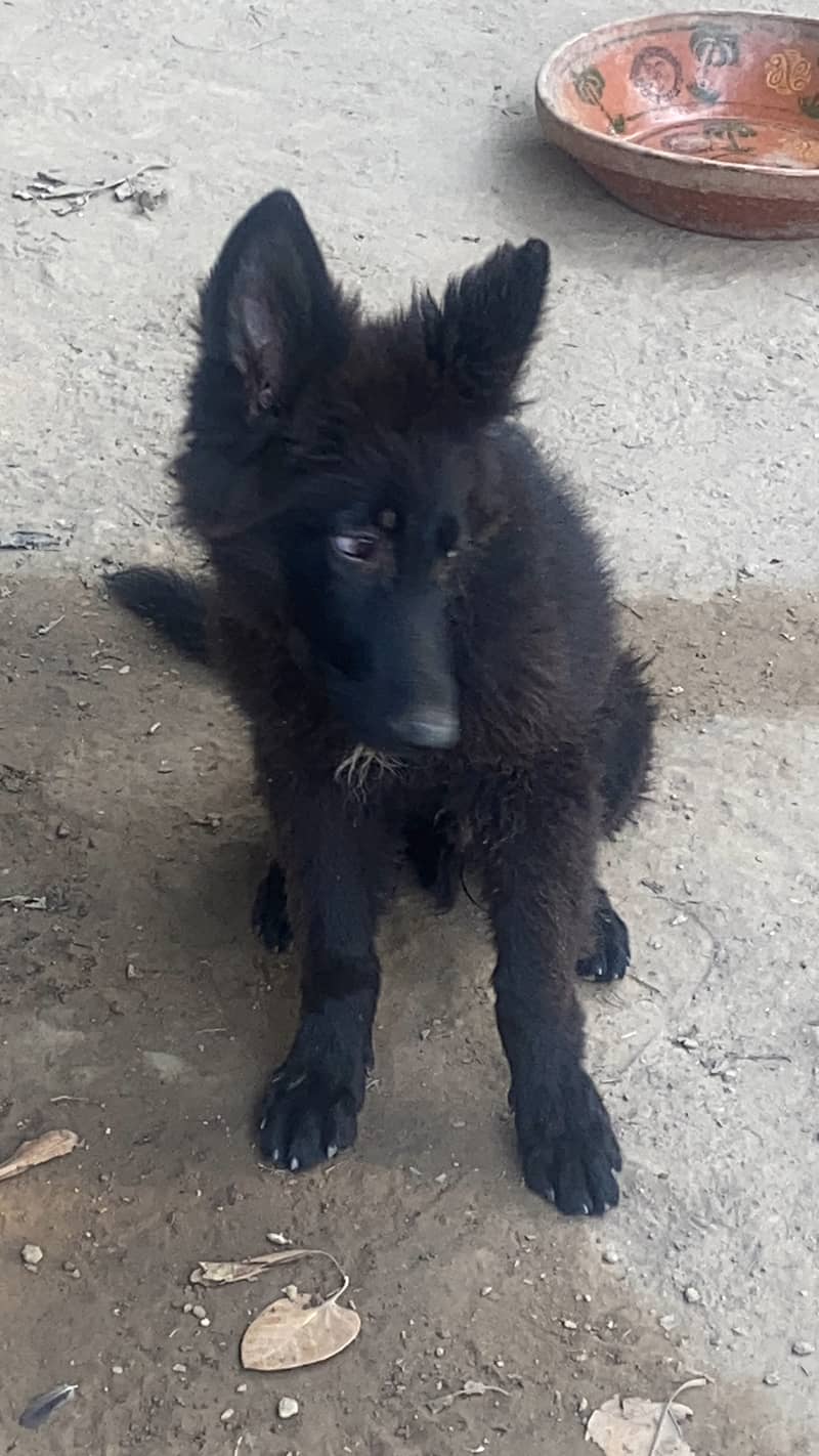 German and belgian shepherd pedigree dogs 8