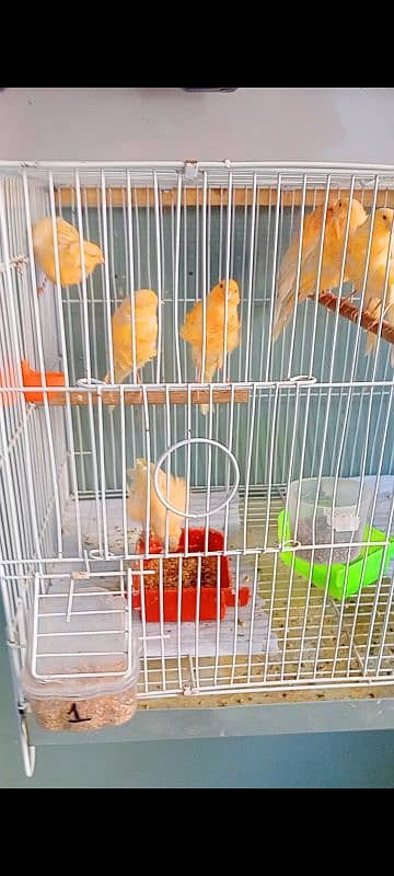 Persian Dutch Frill Canary 7