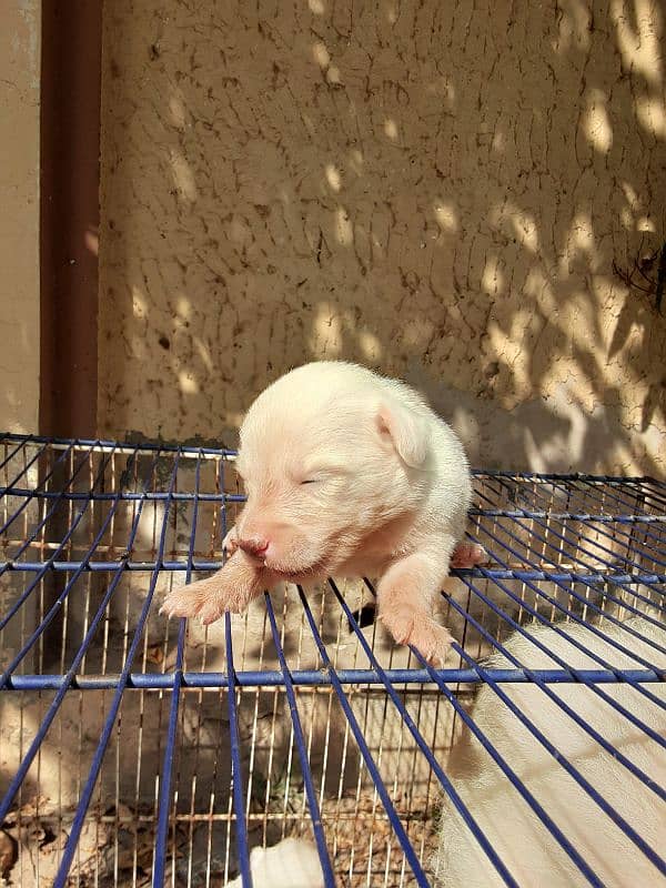 poodle female with babies 1