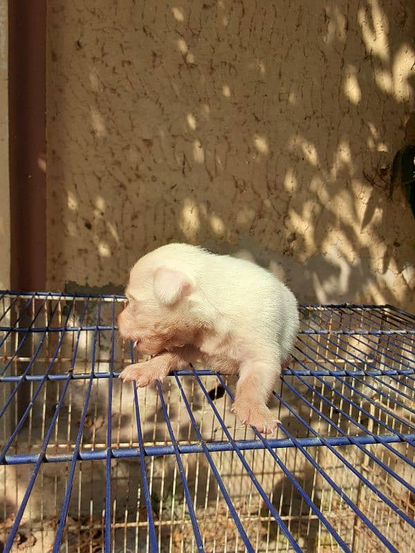 poodle female with babies 2