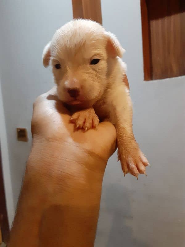 poodle female with babies 3