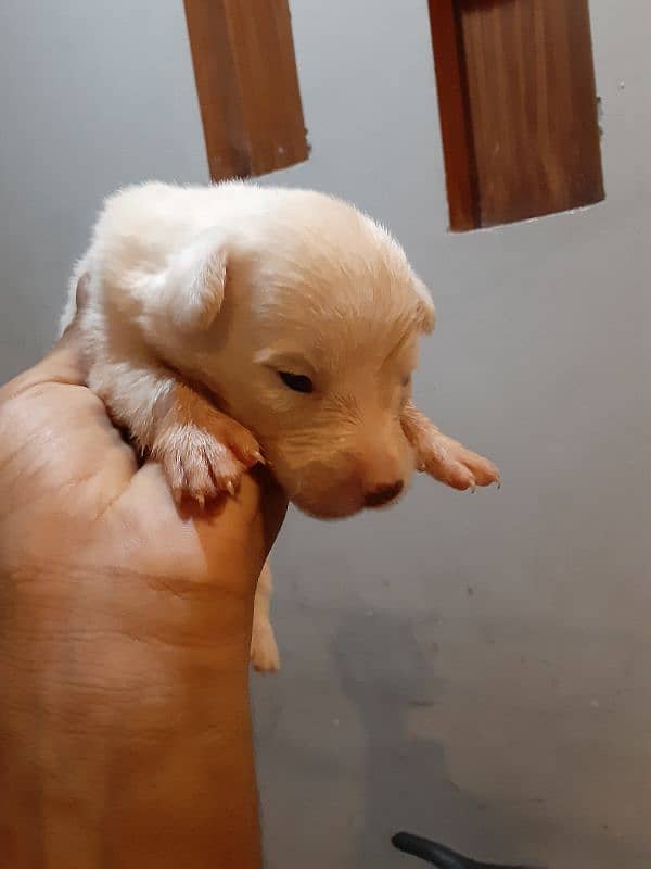 poodle female with babies 4