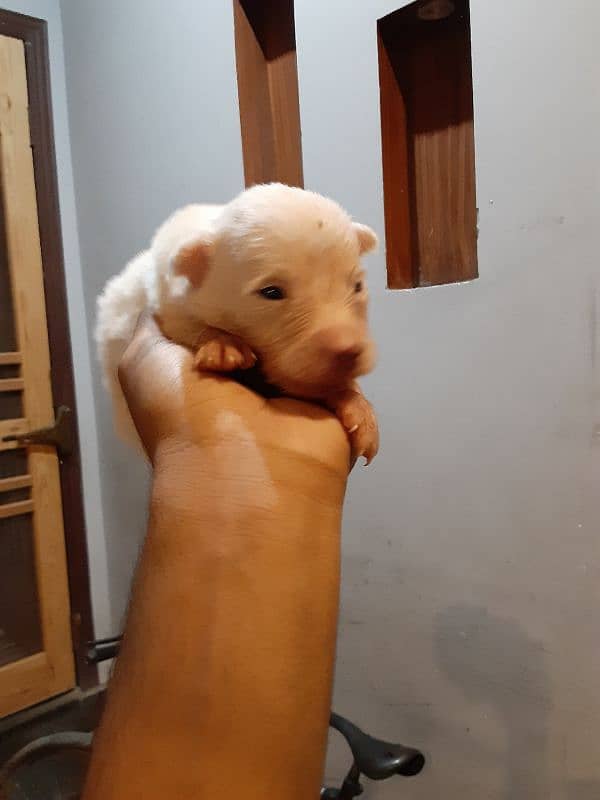 poodle female with babies 6