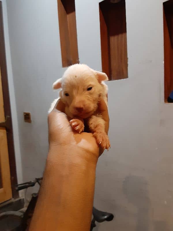 poodle female with babies 7