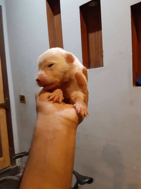 poodle female with babies 8