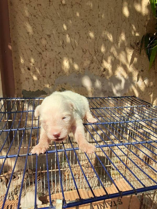 poodle female with babies 9