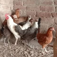 Home Breed Golden And Misri Hens For Sale.