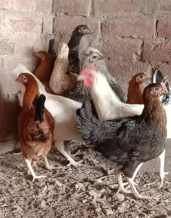 Home Breed Golden And Misri Hens For Sale. 1