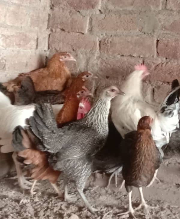 Home Breed Golden And Misri Hens For Sale. 2