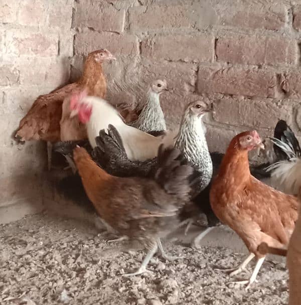 Home Breed Golden And Misri Hens For Sale. 3