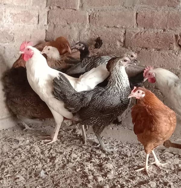 Home Breed Golden And Misri Hens For Sale. 4