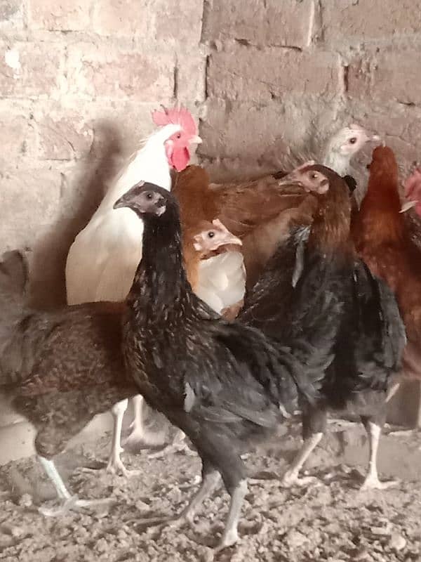 Home Breed Golden And Misri Hens For Sale. 5