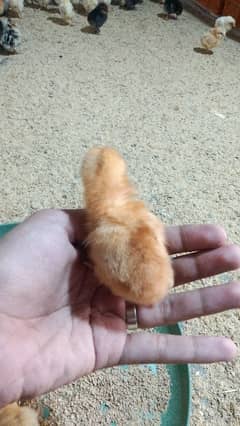 golden misri astrolop RIR ducklings all chick are available at whosale