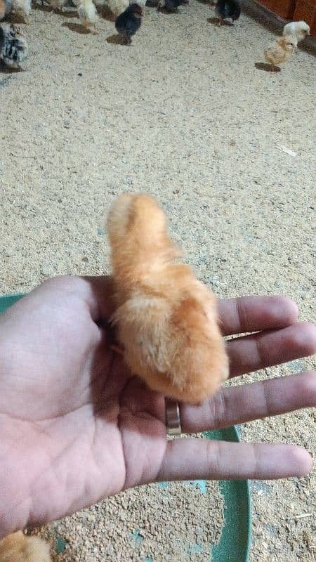 golden misri astrolop RIR ducklings all chick are available at whosale 0