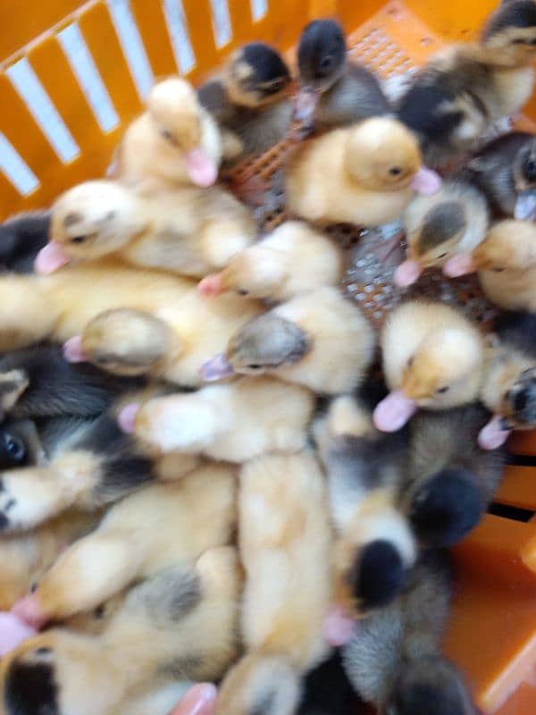 golden misri astrolop RIR ducklings all chick are available at whosale 1