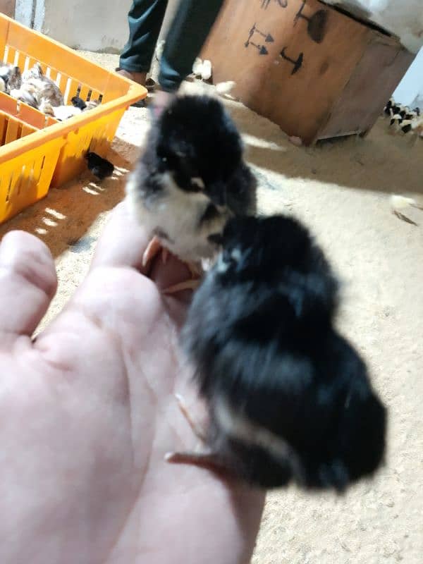 golden misri astrolop RIR ducklings all chick are available at whosale 4