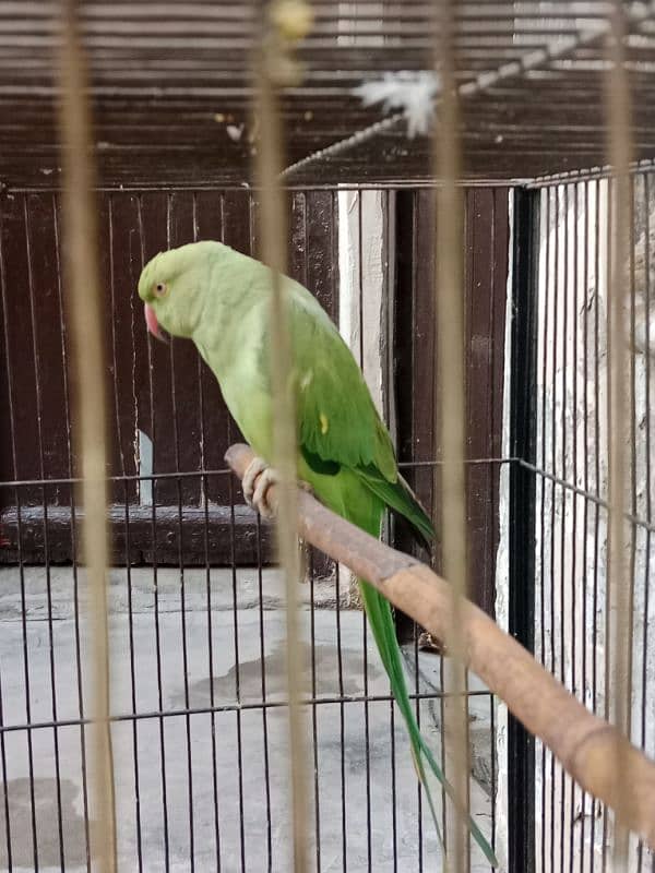 parrot 1