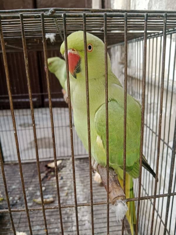 parrot 2